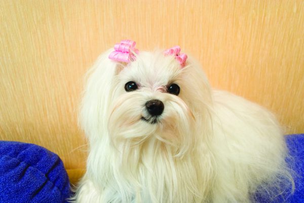 Bichonul Maltez