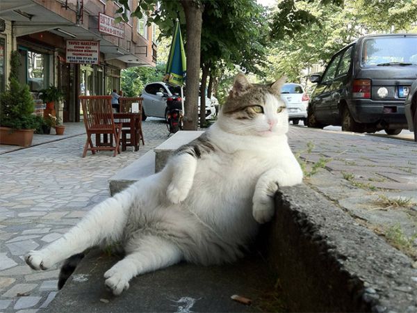 faze comice cu pisici