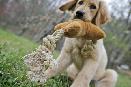 Ce jucarii le plac cainilor