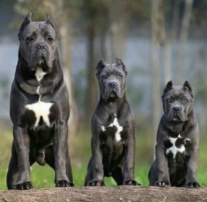 Cât mănâncă un Cane Corso - 3