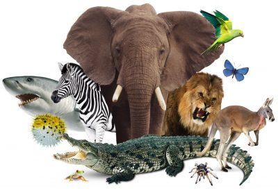 Lumea animalelor - Trivia