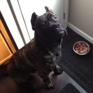 Cât mănâncă un Cane Corso - 2