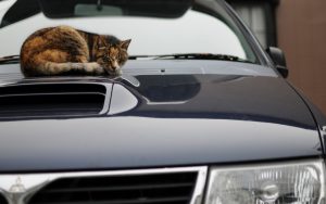 ▷ La ce temperaturi rezista pisica pe timp de iarna?  TARC.ro
