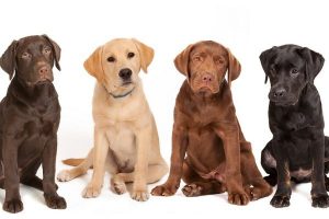 Cele mai prietenoase rase pentru copii 2