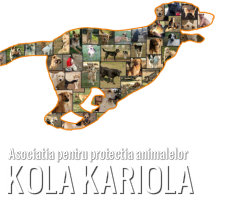 cum poti sa adopti un caine 5