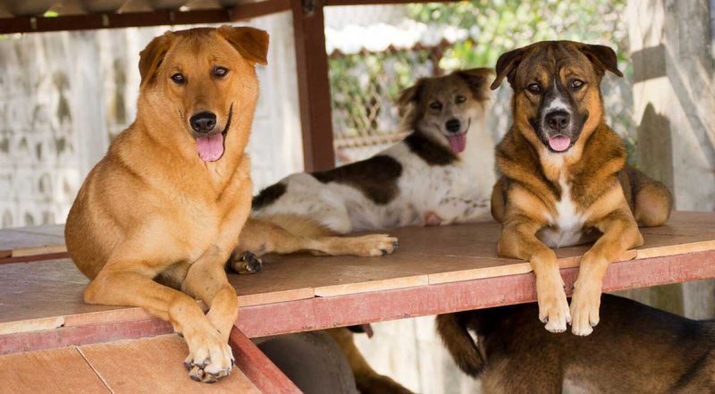 cum poti sa adopti un caine