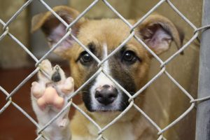 cum poţi adopta un câine 2