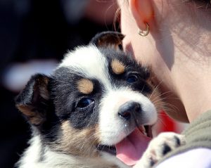cum poti sa adopti un caine 3