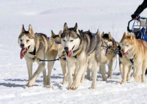 cât mănâncă un husky siberian 2