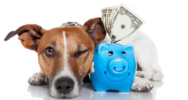 cât costă să întreţii un câine 2