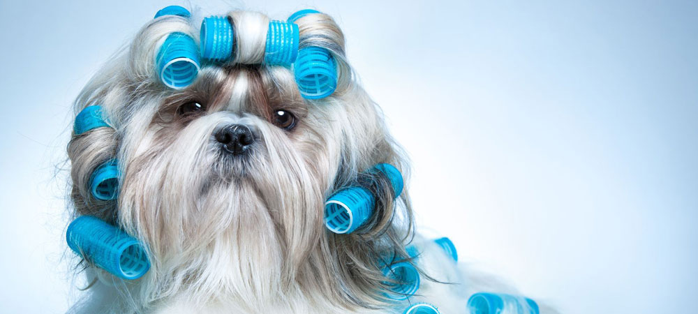 cât costă să întreţii un câine 6