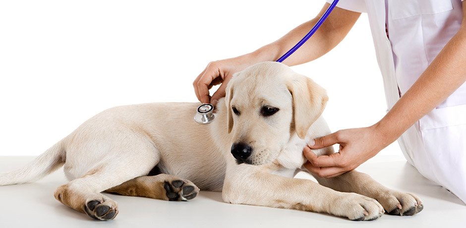 cât costă să întreţii un câine 5