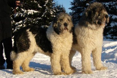 Ciobănesc românesc