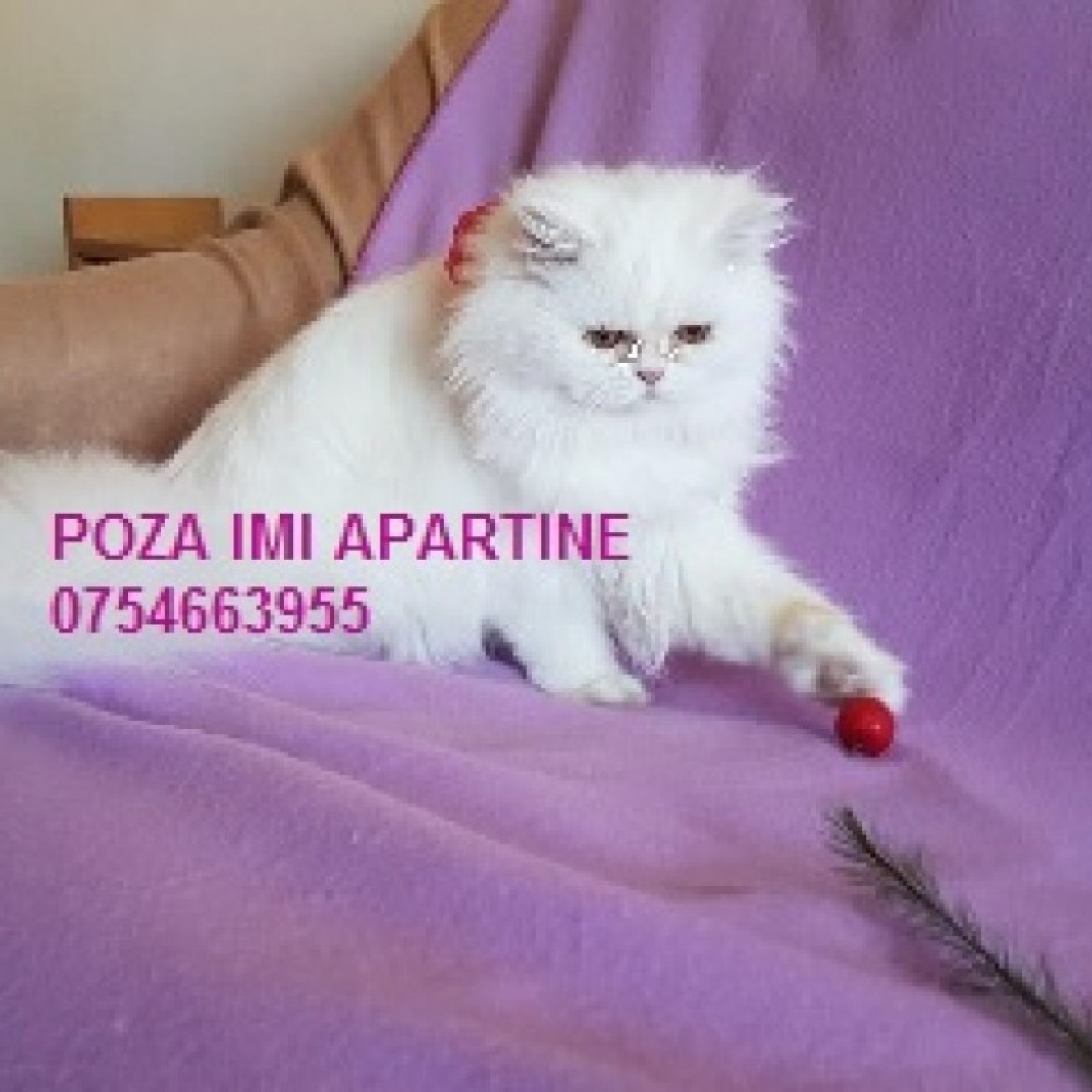 PISICA PERSANA ALBA, RASA PURA Doll-Face, Iaşi