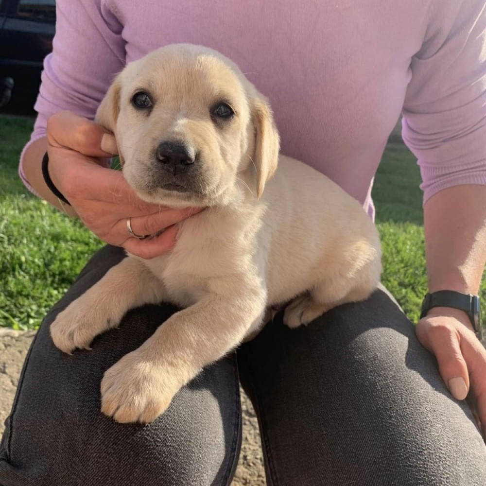 Ofer spre adopție metis de labrador, Cluj-Napoca