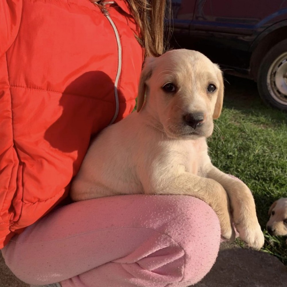 Ofer spre adopție metis de labrador, Cluj-Napoca