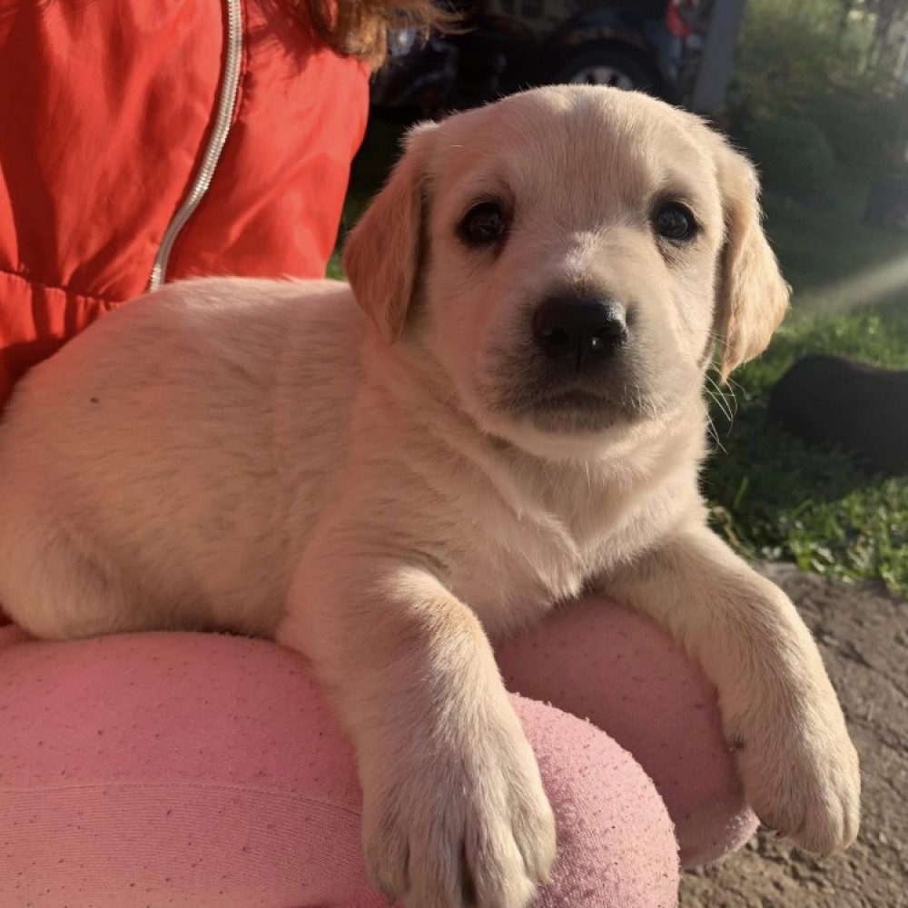 Ofer spre adopție metis de labrador, Cluj-Napoca